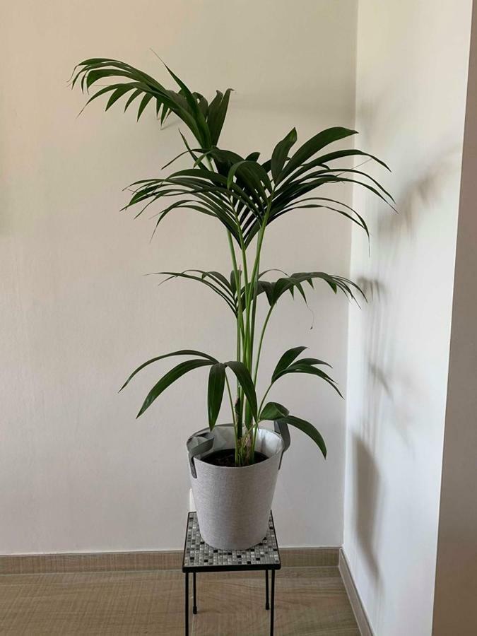 Appartement Vitamine Zee